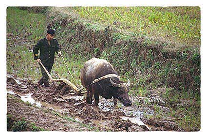 china01.jpg - Pflügender Bauer