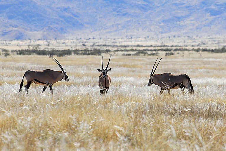 2011-09-04_2519.jpg - Copyright: Gerhard Spangenberg