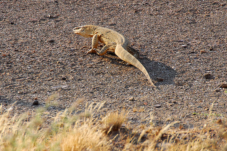 2011-09-08_3471.jpg - Copyright: Gerhard Spangenberg