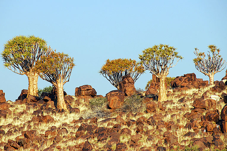 2011-09-09_2421_B.jpg - Copyright:Gerhard Spangenberg