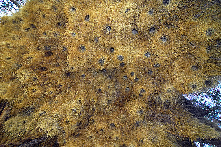 2011-09-09_3561_B.jpg - Copyright: Gerhard Spangenberg