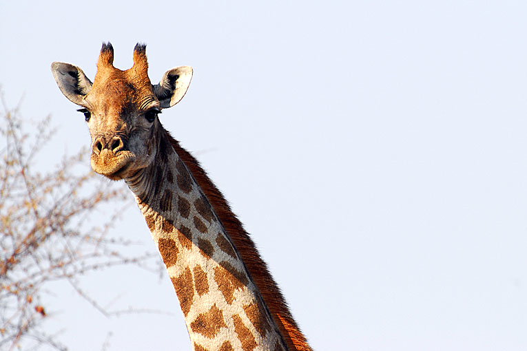 2011-09-13_2564_B.jpg - Copyright:Gerhard Spangenberg