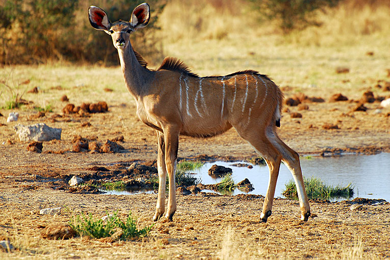2011-09-13_2600_B.jpg - Copyright:Gerhard Spangenberg
