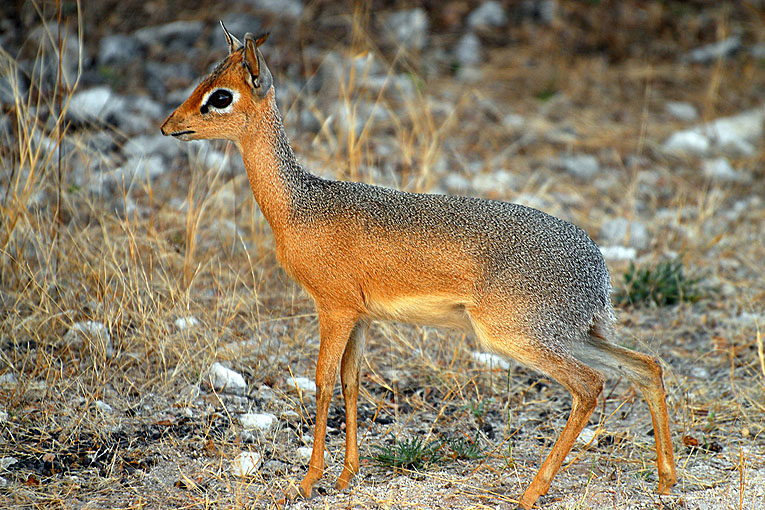 2011-09-13_2617_B.jpg - Copyright:Gerhard Spangenberg