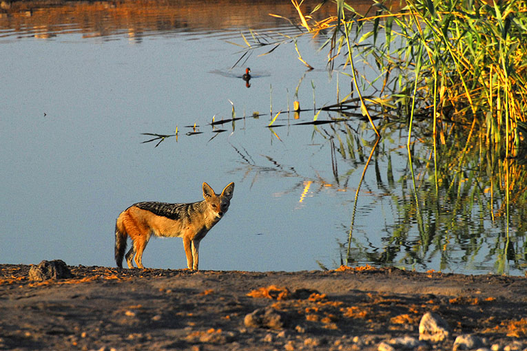 2011-09-14_2679.jpg - Copyright:Gerhard Spangenberg