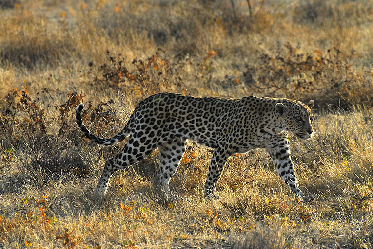 2011-09-14_2708.jpg - Copyright:Gerhard Spangenberg