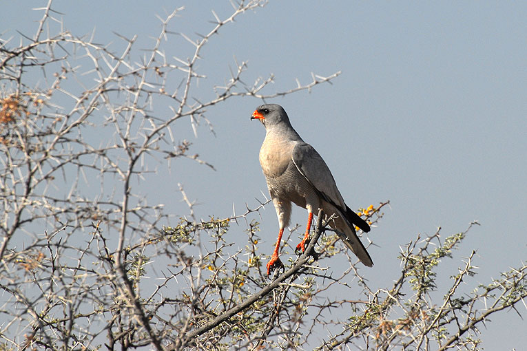 2011-09-14_2797.jpg - Copyright:Gerhard Spangenberg