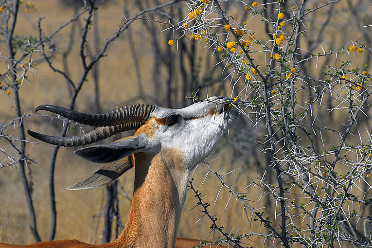 2011-09-14_2823_B.jpg - Copyright:Gerhard Spangenberg