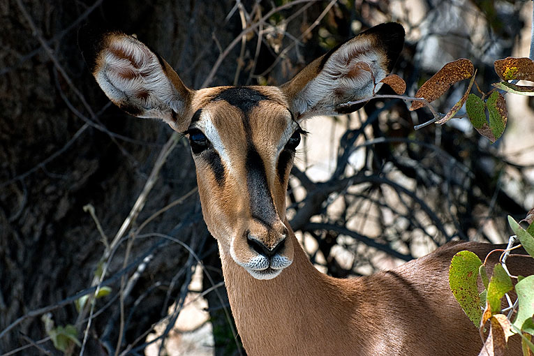 2011-09-14_2889_B.jpg - Copyright:Gerhard Spangenberg