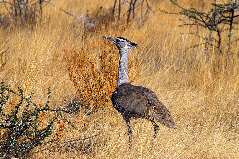 2011-09-14_2948.jpg - Copyright:Gerhard Spangenberg