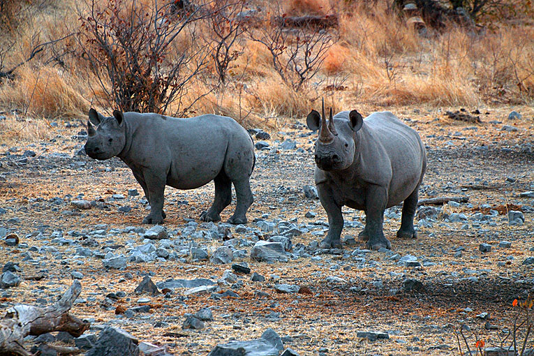 2011-09-14_2962_B.jpg - Copyright:Gerhard Spangenberg