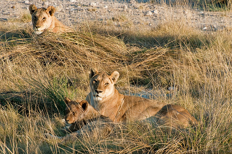 2011-09-15_3033.jpg - Copyright:Gerhard Spangenberg