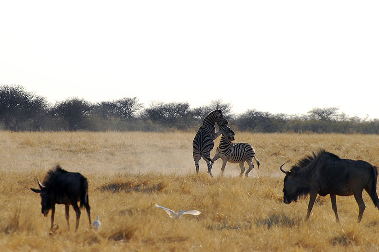 2011-09-15_3076.jpg - Copyright:Gerhard Spangenberg