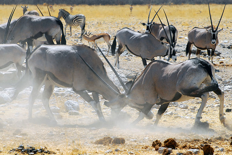 2011-09-15_3168.jpg - Copyright:Gerhard Spangenberg