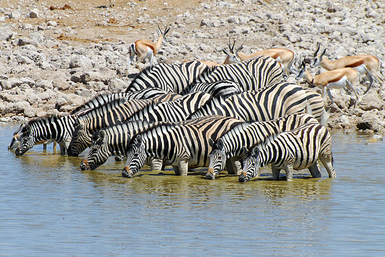 2011-09-15_3235.jpg - Copyright:Gerhard Spangenberg