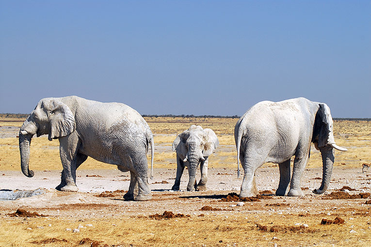 2011-09-15_3357.jpg - Copyright:Gerhard Spangenberg
