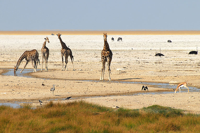 2011-09-15_3380.jpg - Copyright:Gerhard Spangenberg