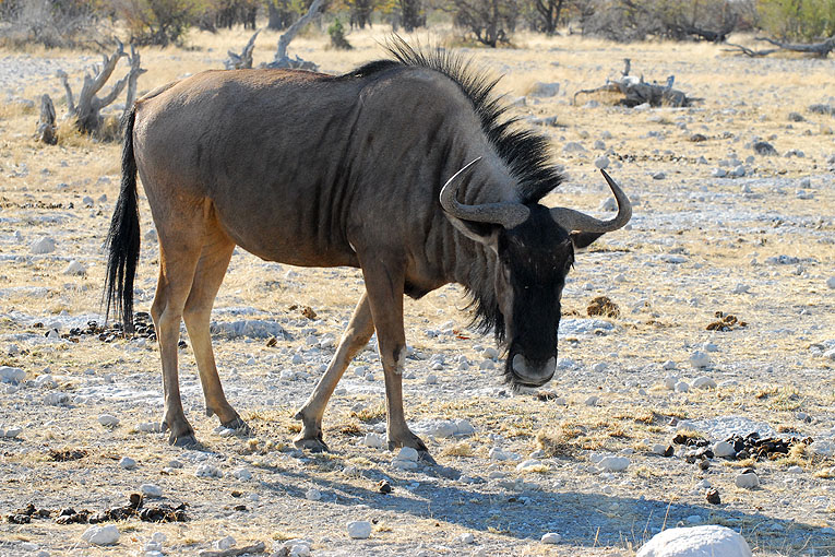 2011-09-16_3502.jpg - Copyright:Gerhard Spangenberg