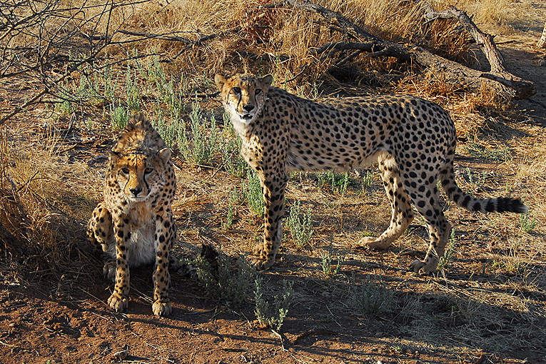 2011-09-16_4294_B.jpg - Copyright: Gerhard Spangenberg