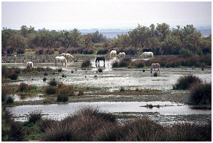 049_i_.jpg - Wildpferde in der Camargue