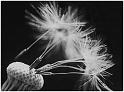 Pusteblume_i