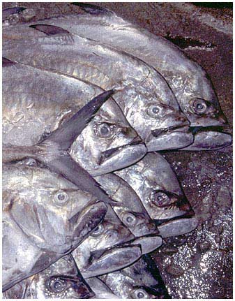 Fische.jpg - Die traurigen Fische