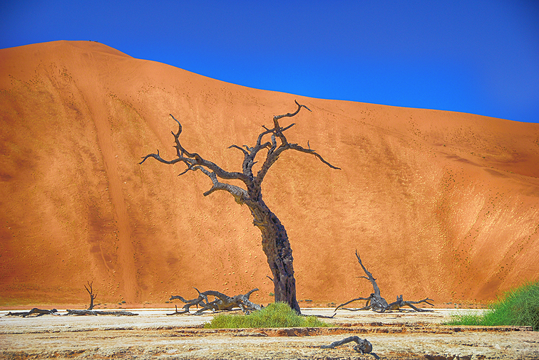 Abgestorbene Bäume im Dead Vlei