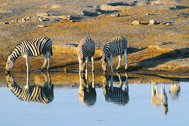 Zebraherde am Wasserloch