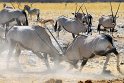 Kämpfende Oryx-Antilopen