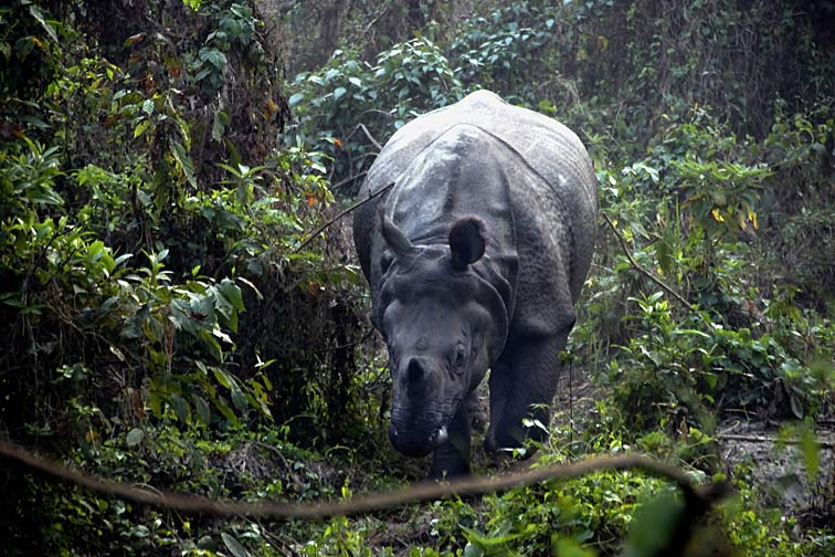 055_NEP1905_i.jpg - Begegnung mit einem Panzernashorn im Chitwan-Nationalpark